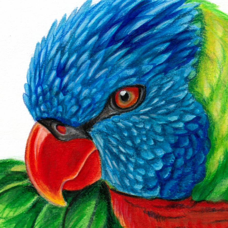 Rainbow Lorikeet