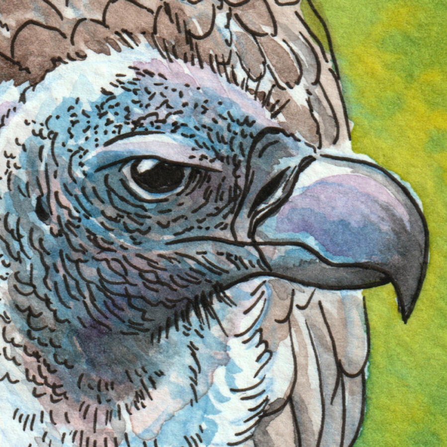 Vulture
