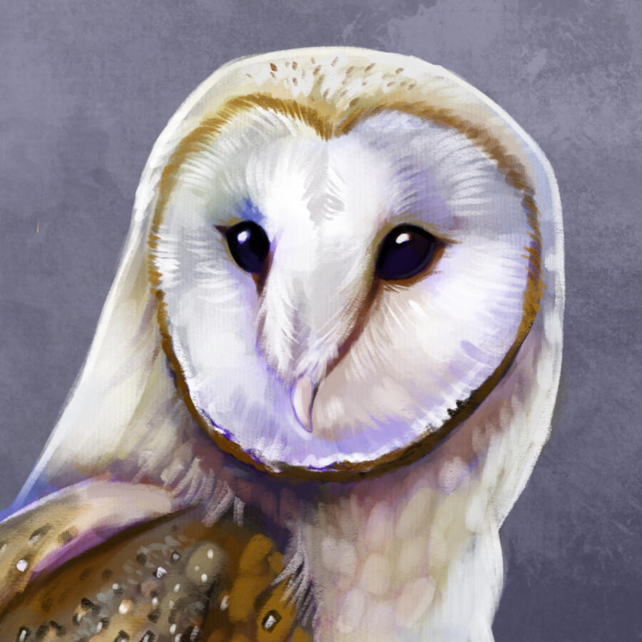Barn Owl